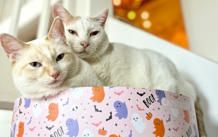 Two cats cuddling in a cat bed
